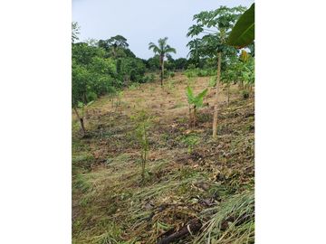 Se Vende Finca 14.5 Ha La Chorrera Iturralde $660.000.00