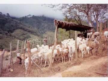 VT-063 RANCHO CAFETALERO PRODUCTIVO EN, Villaflores, Chiapas