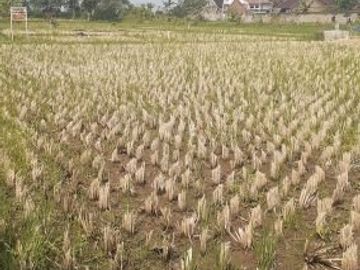 Tanah Dijual di Cibiru Bandung