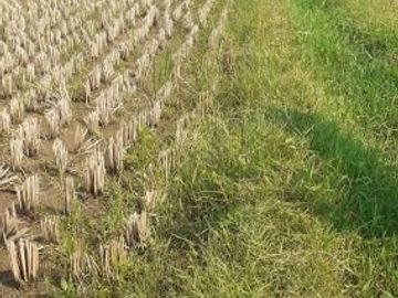 Tanah Dijual di Cibiru Bandung