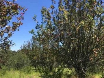 Excelente terreno con arboles frutales, pozo y servicios, magnífico precio