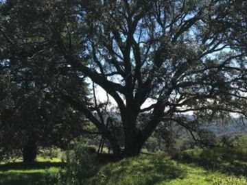 Excelente terreno con arboles frutales, pozo y servicios, magnífico precio