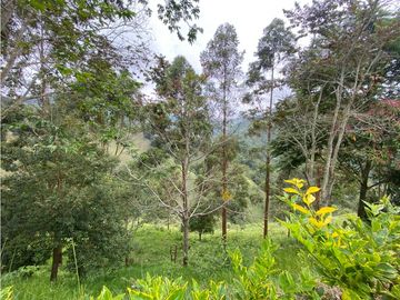 VENTA DE FINCA EN PIJAO QUINDIO . 82 cuadras