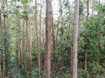 Tanah Zona Kuning view sungai dekat Kelecung Tabanan Bali