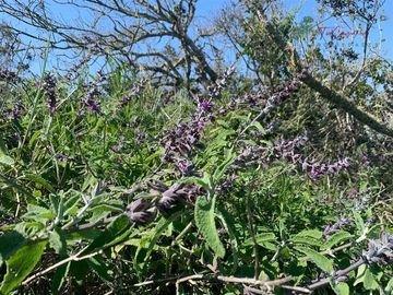 Hermosa Parcela 20 hectáreas en venta Los Hornos - Huaquén
