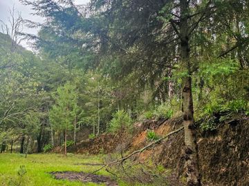 BONITO TERRENO EN MINERAL DEL CHICO CARBONERAS