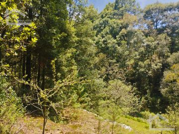 BONITO TERRENO EN MINERAL DEL CHICO CARBONERAS
