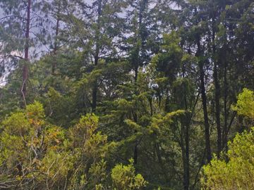 BONITO TERRENO EN MINERAL DEL CHICO CARBONERAS