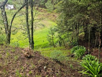BONITO TERRENO EN MINERAL DEL CHICO CARBONERAS