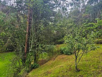 BONITO TERRENO EN MINERAL DEL CHICO CARBONERAS