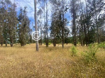 CAMPO DE 6 HA SECTOR ÑANCULEN, LA UNION