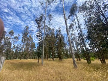 CAMPO DE 6 HA SECTOR ÑANCULEN, LA UNION