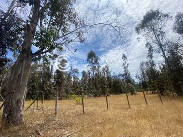 CAMPO DE 6 HA SECTOR ÑANCULEN, LA UNION