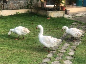 VENTA de Hacienda, quinta, campo sector Progreso