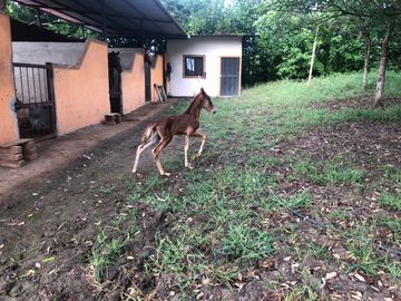 VENTA de Hacienda, quinta, campo sector Progreso