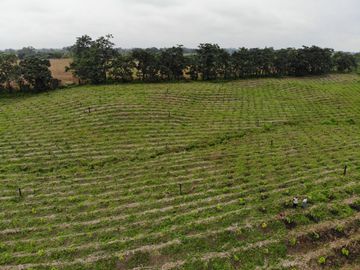 Palenque, Venta Excelente Hacienda con Plantación y Producción Establecidas