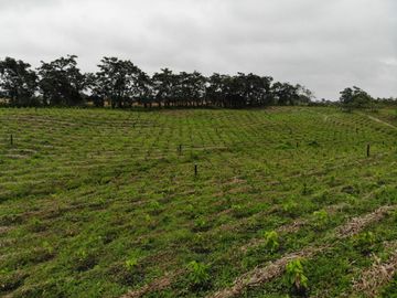 Palenque, Venta Excelente Hacienda con Plantación y Producción Establecidas
