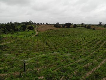 Palenque, Venta Excelente Hacienda con Plantación y Producción Establecidas