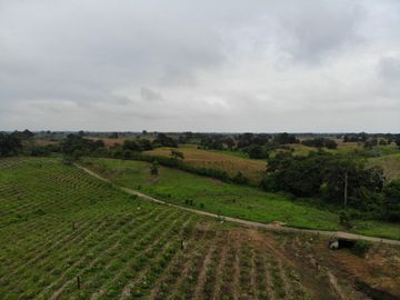 Palenque, Venta Excelente Hacienda con Plantación y Producción Establecidas