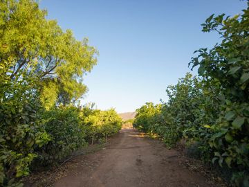 TERRENO PRODUCTIVO EN VENTA, SECTOR TAMBILLOS, COQUIMBO