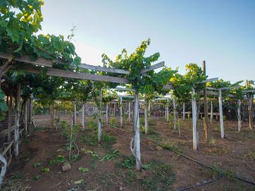 TERRENO PRODUCTIVO EN VENTA, SECTOR TAMBILLOS, COQUIMBO