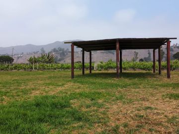 ¡Oportunidad única! Terreno agrícola en venta con producción de pisco en el Valle de Azpitia