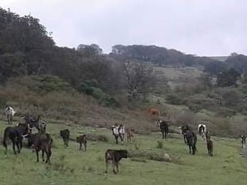 hacienda ganadera en venta