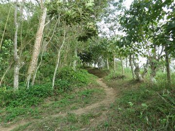 VENTA PARCELA 3.5 HECTAREAS K9 VIA A PAMPLONA VEREDA SANTA BARBARA