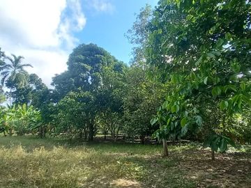 VENDO TERRENO Distrito Las Palmas - La Banda De Shilcayo / Tarapoto