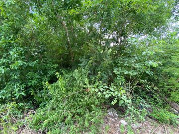 Terreno con potencial turístico en Venta, Macario Gómez, Tulum