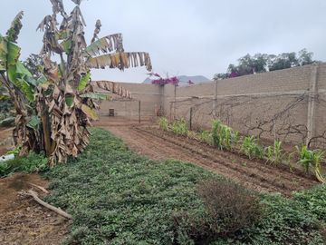 SE VENDE EXCELENTE TERRENO CAMPESTRE MUY BIEN UBICADO, CERCA DE LA AV. MANUEL VALLE EN PACHACAMAC