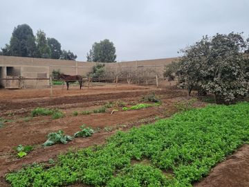 SE VENDE EXCELENTE TERRENO CAMPESTRE MUY BIEN UBICADO, CERCA DE LA AV. MANUEL VALLE EN PACHACAMAC