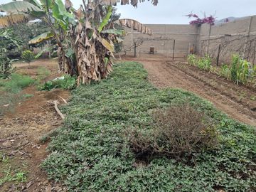 SE VENDE EXCELENTE TERRENO CAMPESTRE MUY BIEN UBICADO, CERCA DE LA AV. MANUEL VALLE EN PACHACAMAC