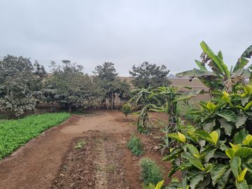 SE VENDE EXCELENTE TERRENO CAMPESTRE MUY BIEN UBICADO, CERCA DE LA AV. MANUEL VALLE EN PACHACAMAC