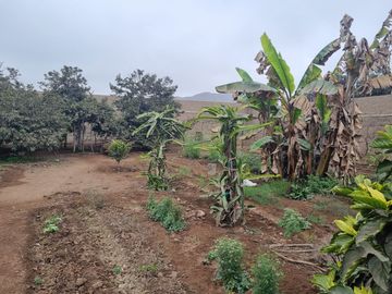 SE VENDE EXCELENTE TERRENO CAMPESTRE MUY BIEN UBICADO, CERCA DE LA AV. MANUEL VALLE EN PACHACAMAC
