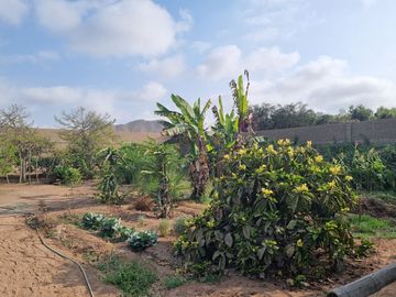 SE VENDE EXCELENTE TERRENO CAMPESTRE MUY BIEN UBICADO, CERCA DE LA AV. MANUEL VALLE EN PACHACAMAC