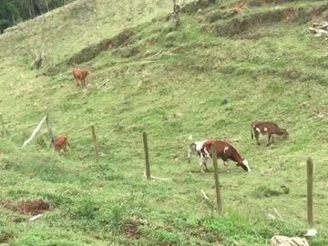 Venta Finca Agrícola Concepción Antioquia