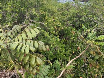 Venta de Rancho en Veracruz $24,850,000