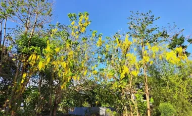 LOT FOR SALE IN CORON, PALAWAN