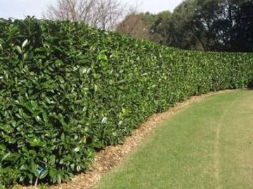 ¡¡¡ PRE VENTA!!! LOTES CASA HUERTA LOS FRUTALES LA JOYA – SAN ISIDRO