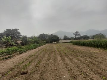 Se Vende Terreno en Ex Fundo Casa Blanca - Pachacamac