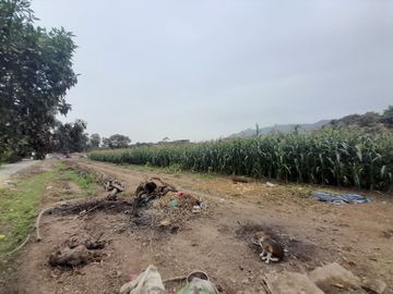 Se Vende Terreno en Ex Fundo Casa Blanca - Pachacamac