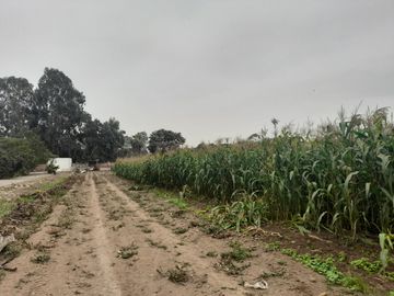 Se Vende Terreno en Ex Fundo Casa Blanca - Pachacamac