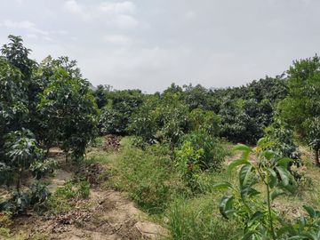 LINDO DE 5000 METROS EN HUARAL - ÁRBOLES FRUTALES