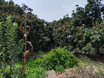 LINDO DE 5000 METROS EN HUARAL - ÁRBOLES FRUTALES