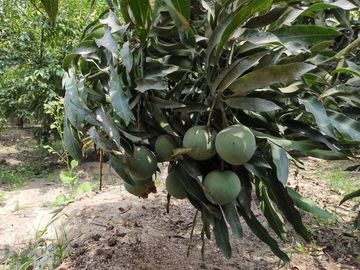 LINDO DE 5000 METROS EN HUARAL - ÁRBOLES FRUTALES