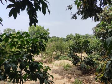 LINDO DE 5000 METROS EN HUARAL - ÁRBOLES FRUTALES