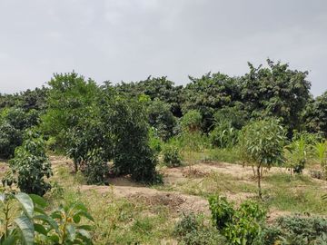 LINDO DE 5000 METROS EN HUARAL - ÁRBOLES FRUTALES