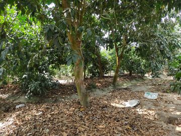 LINDO DE 5000 METROS EN HUARAL - ÁRBOLES FRUTALES