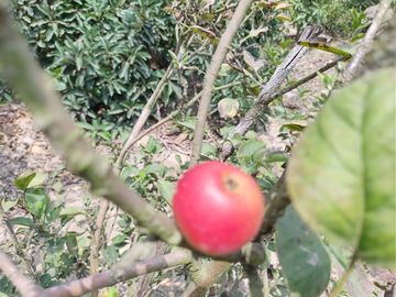 LINDO DE 5000 METROS EN HUARAL - ÁRBOLES FRUTALES